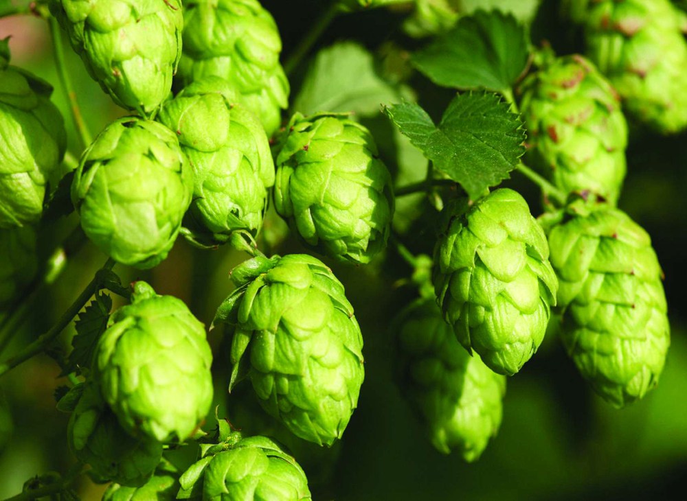 Fresh Hop, Wet Hop, Dry Hopped, Double Dry Hopped, Brewery System, brewery, beer plant